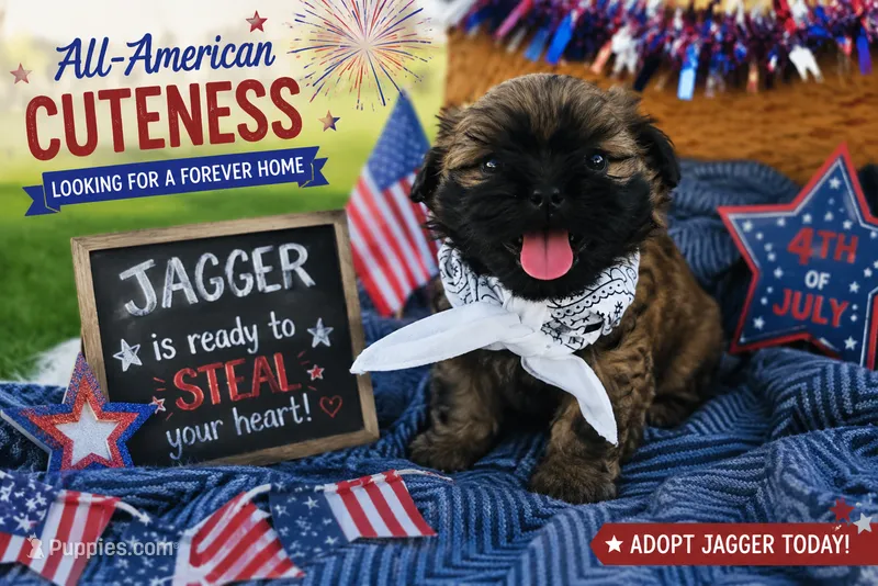 Jagger – Shih Tzu puppy for sale in Gilbert, AZ