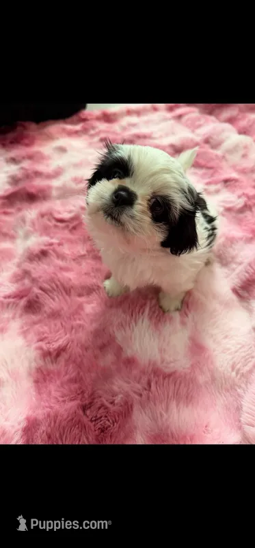 Phoebe – Shih Tzu puppy for sale in Gilbert, AZ