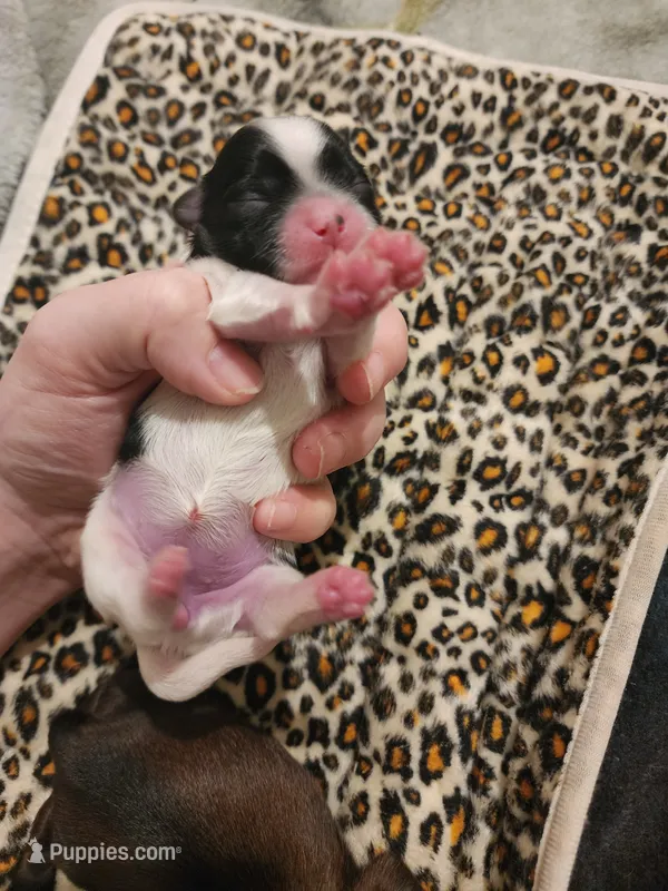 Stella – Shih Tzu puppy for sale in Gilbert, AZ