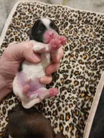 Stella, a female Shih Tzu for sale in Gilbert, AZ – 1 of 5