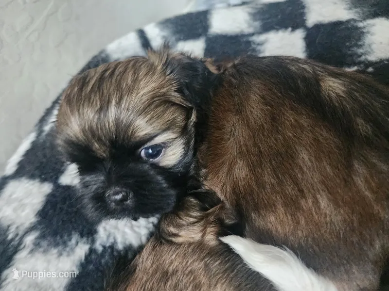 Jagger – Shih Tzu puppy for sale in Gilbert, AZ