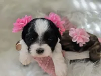 Stella, a female Shih Tzu for sale in Gilbert, AZ – 3 of 10