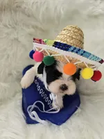 Bowie, a male Shih Tzu for sale in Gilbert, AZ – 2 of 9