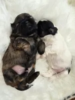 Jagger, a male Shih Tzu for sale in Gilbert, AZ – 3 of 9