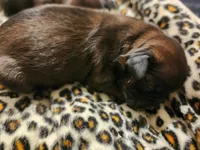Jagger, a male Shih Tzu for sale in Gilbert, AZ – 8 of 9
