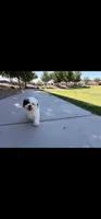 Bailey , a female Shih Tzu for sale in Gilbert, AZ – 5 of 10