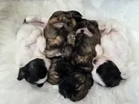 Jagger, a male Shih Tzu for sale in Gilbert, AZ – 6 of 9