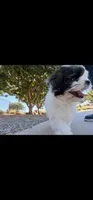 Bailey , a female Shih Tzu for sale in Gilbert, AZ – 3 of 10