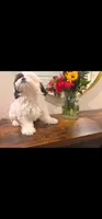 Bailey , a female Shih Tzu for sale in Gilbert, AZ – 2 of 10