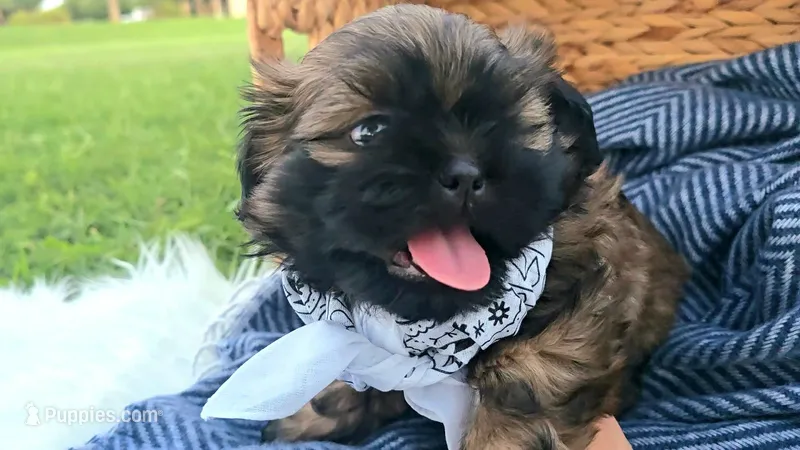 Jagger – Shih Tzu puppy for sale in Gilbert, AZ