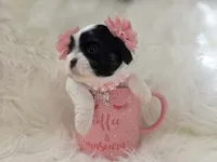 Stella, a female Shih Tzu for sale in Gilbert, AZ – 1 of 10