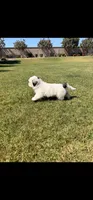 Bailey , a female Shih Tzu for sale in Gilbert, AZ – 9 of 10