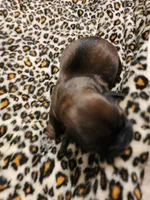 Lennon, a female Shih Tzu for sale in Gilbert, AZ – 8 of 10