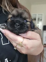 Lennon, a female Shih Tzu for sale in Gilbert, AZ – 4 of 10