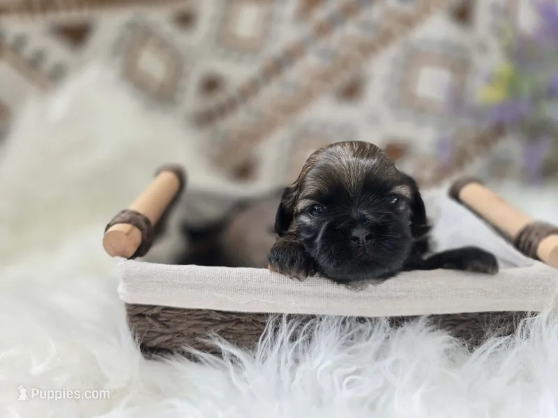 Jagger – Shih Tzu puppy for sale in Gilbert, AZ