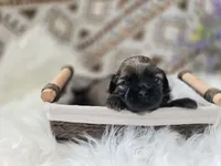 Jagger, a male Shih Tzu for sale in Gilbert, AZ – 2 of 9