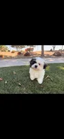 Bailey , a female Shih Tzu for sale in Gilbert, AZ – 4 of 10