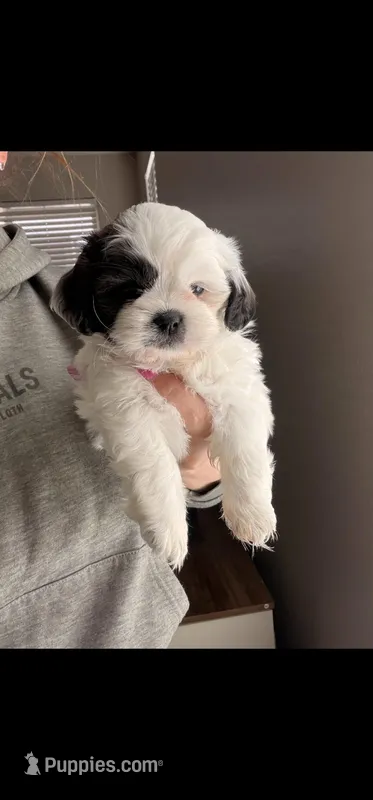 Rachel – Shih Tzu puppy for sale in Gilbert, AZ
