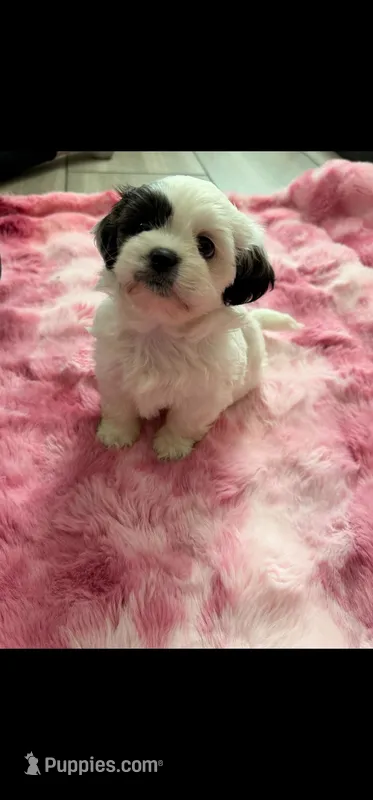 Rachel – Shih Tzu puppy for sale in Gilbert, AZ