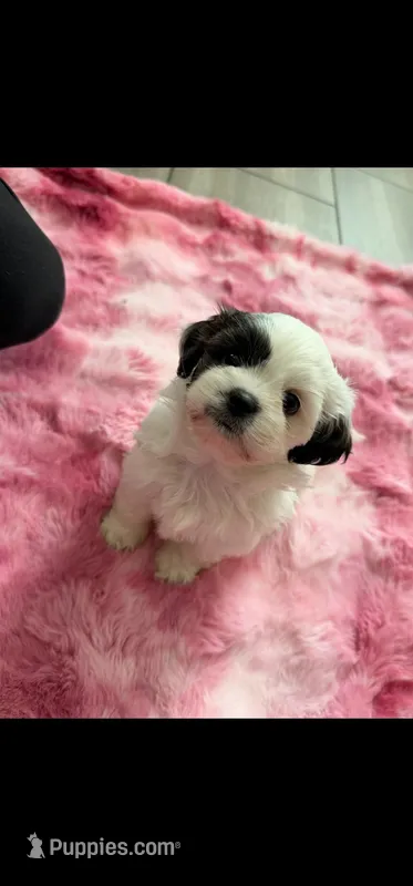 Rachel – Shih Tzu puppy for sale in Gilbert, AZ