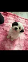 Rachel, a female Shih Tzu for sale in Gilbert, AZ – Photo 2 of 4