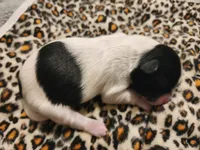 Stella, a female Shih Tzu for sale in Gilbert, AZ – 3 of 5