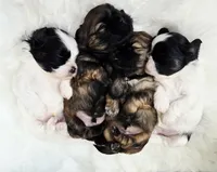 Jagger, a male Shih Tzu for sale in Gilbert, AZ – 4 of 9