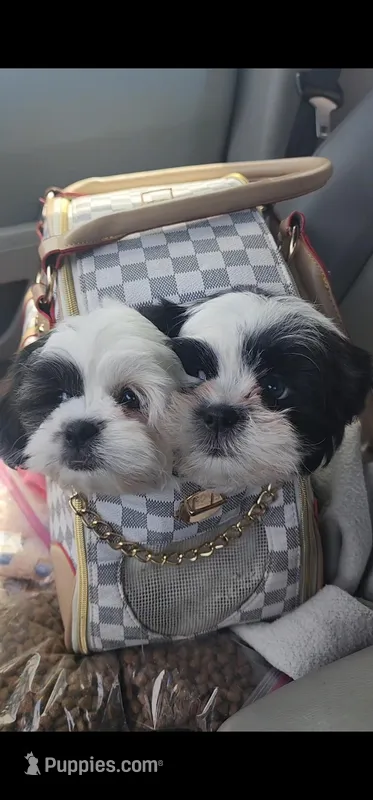 Joey – Shih Tzu puppy for sale in Gilbert, AZ