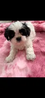 Joey, a male Shih Tzu for sale in Gilbert, AZ – Photo 2 of 4