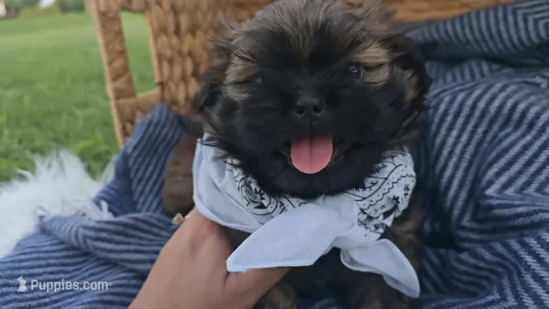 Jagger – Shih Tzu puppy for sale in Gilbert, AZ