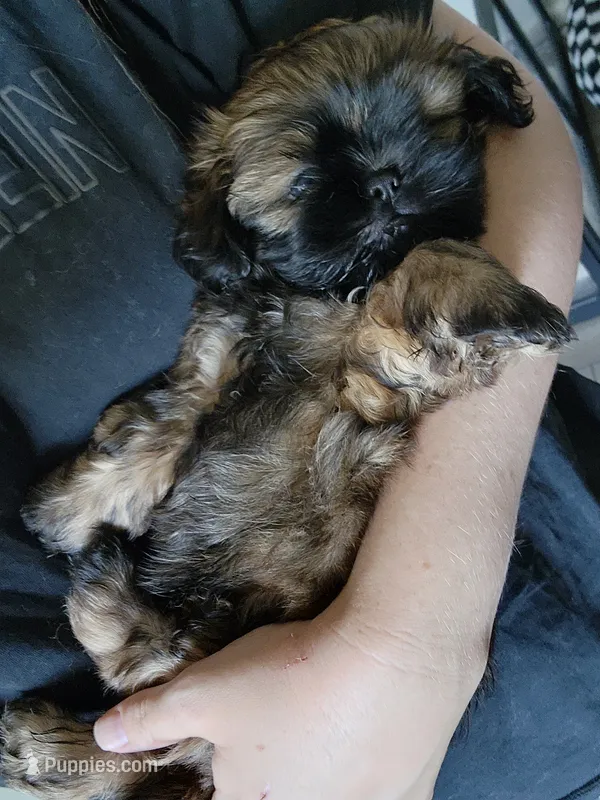 Jagger – Shih Tzu puppy for sale in Gilbert, AZ