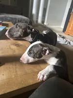 Dana , a female Bull Terrier for sale in Saint Petersburg, FL – 7 of 10