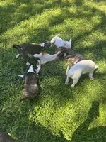 Karen, a female Bull Terrier for sale in Saint Petersburg, FL – 8 of 10