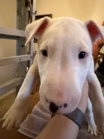 Kevin, a male Bull Terrier for sale in Saint Petersburg, FL – 8 of 10