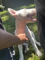 Kevin, a male Bull Terrier for sale in Saint Petersburg, FL – 3 of 10