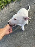 Karen, a female Bull Terrier for sale in Saint Petersburg, FL – 7 of 10