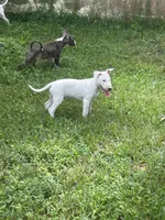 Kevin, a male Bull Terrier for sale in Saint Petersburg, FL – 6 of 10