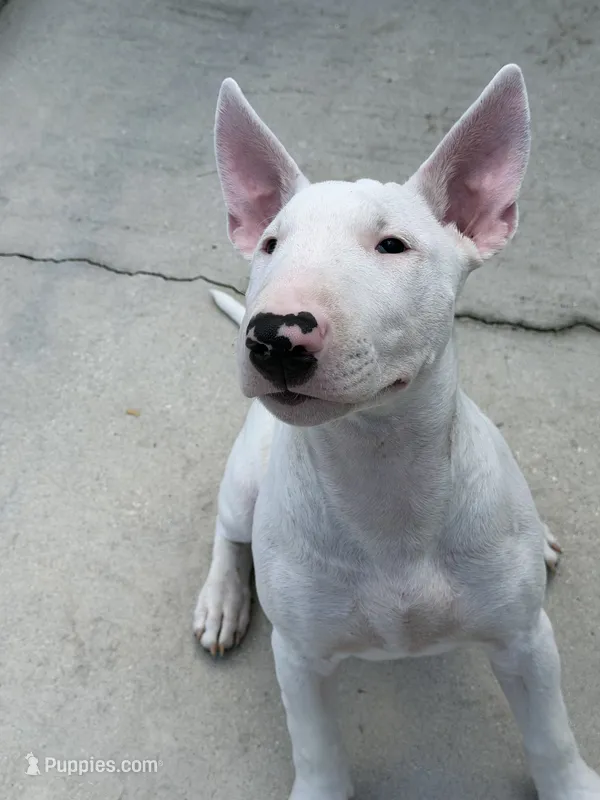 Kevin – Bull Terrier puppy for sale in Saint Petersburg, FL