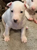 Kevin, a male Bull Terrier for sale in Saint Petersburg, FL – 7 of 10