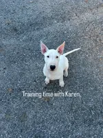 Karen, a female Bull Terrier for sale in Saint Petersburg, FL – 9 of 10