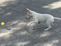 Karen, a female Bull Terrier for sale in Saint Petersburg, FL – 1 of 10
