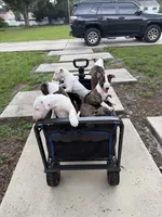 Kevin, a male Bull Terrier for sale in Saint Petersburg, FL – 10 of 10