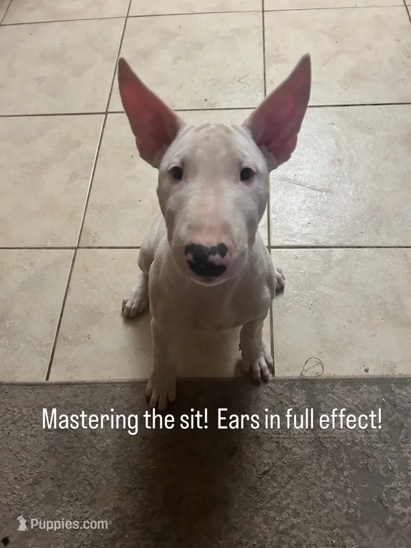 Kevin – Bull Terrier puppy for sale in Saint Petersburg, FL
