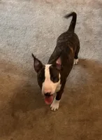 Dana , a female Bull Terrier for sale in Saint Petersburg, FL – 5 of 10