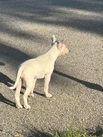 Karen, a female Bull Terrier for sale in Saint Petersburg, FL – 5 of 10