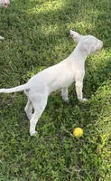 Karen, a female Bull Terrier for sale in Saint Petersburg, FL – 2 of 10