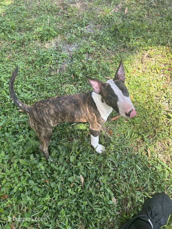 Dana  – Bull Terrier puppy for sale in Saint Petersburg, FL