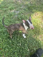 Dana , a female Bull Terrier for sale in Saint Petersburg, FL – 1 of 10