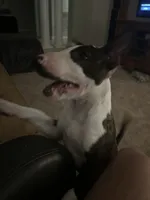 Dana , a female Bull Terrier for sale in Saint Petersburg, FL – 2 of 10