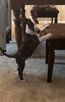 Dana , a female Bull Terrier for sale in Saint Petersburg, FL – 4 of 10